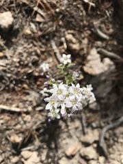 Gentianella microcalyx