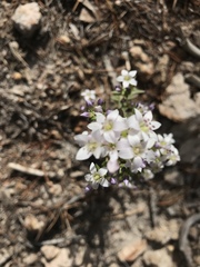 Gentianella microcalyx