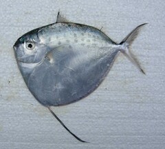 Moonfish photo 1