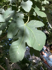 Ficus carica