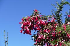 Cantua buxifolia