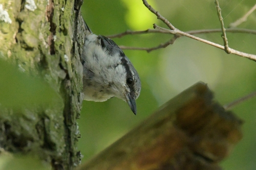 Sittelle torchepot, jeune