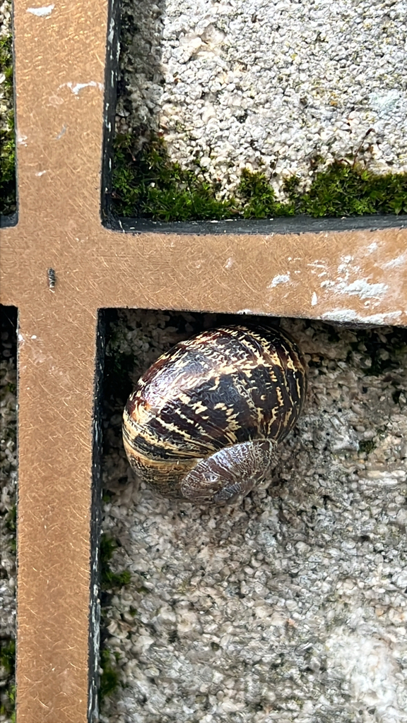 Garden Snail