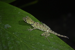 Anolis latifrons