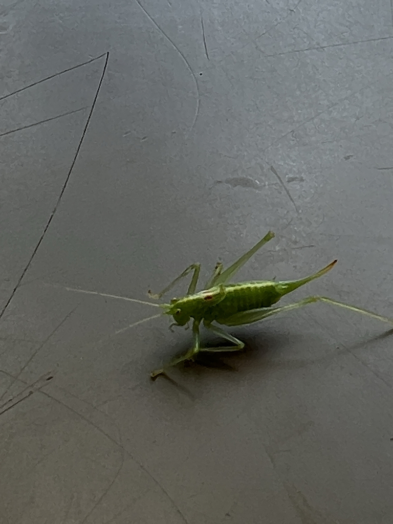 Southern Oak Bush-cricket