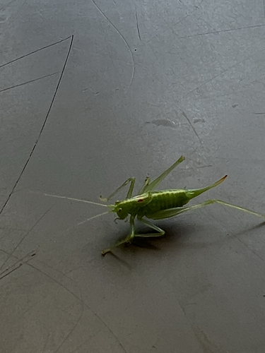 Southern Oak Bush-cricket