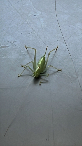 Southern Oak Bush-cricket