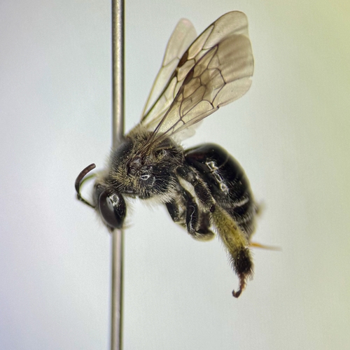 Dark-footed Yellow Loosestrife Bee photo 3