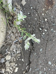 Weißrand-Wolfsmilch (Euphorbia marginata): Herkunft und Verwendung — Foto 2