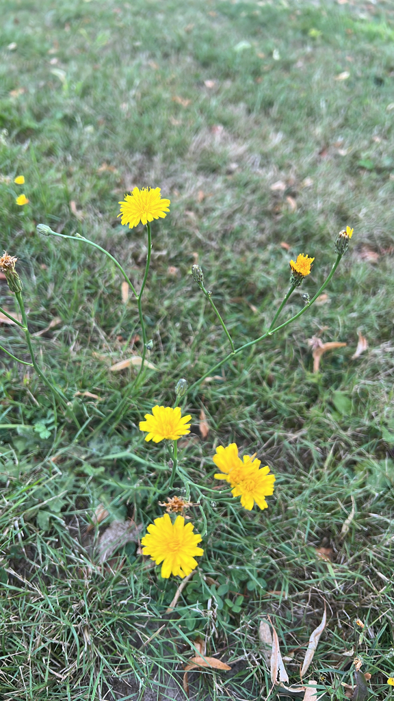 Common Cat's-ear