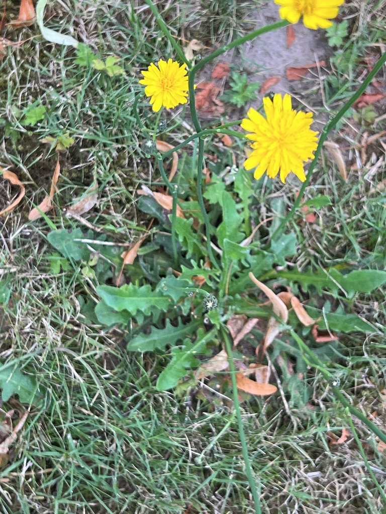 Common Cat's-ear