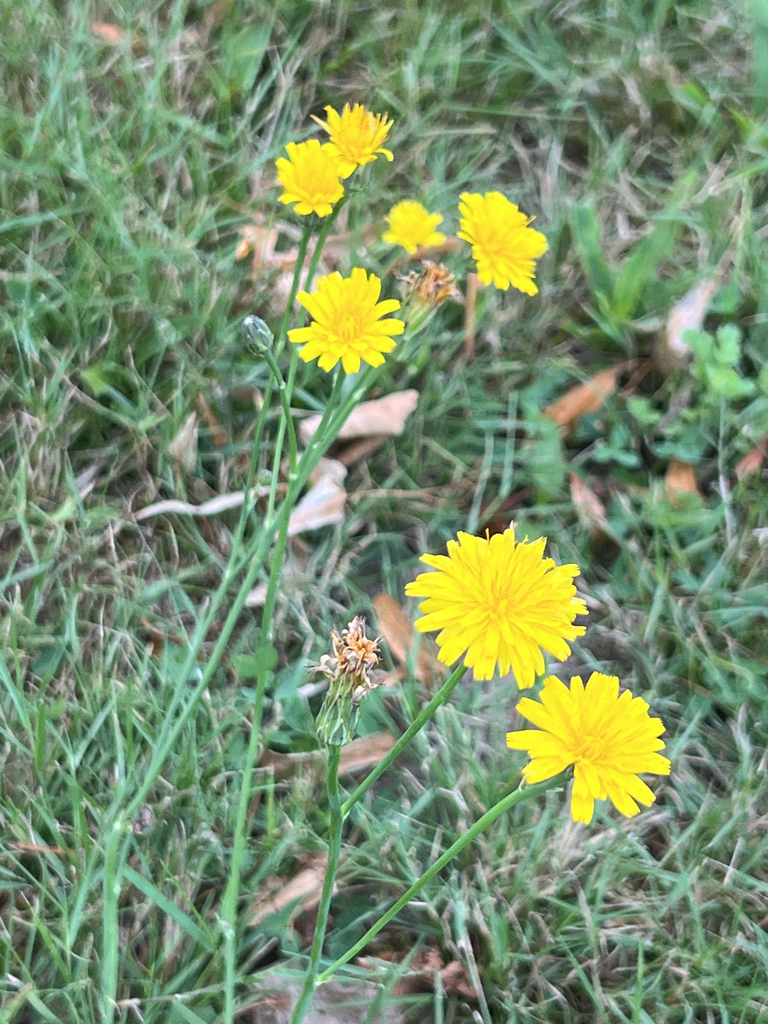 Common Cat's-ear