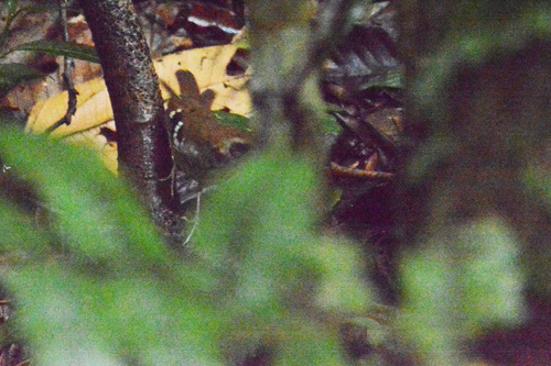 Squamate Antbird (Myrmoderus squamosus), photo 10