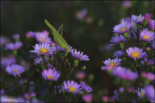 Sickle-bearing Bush-cricket