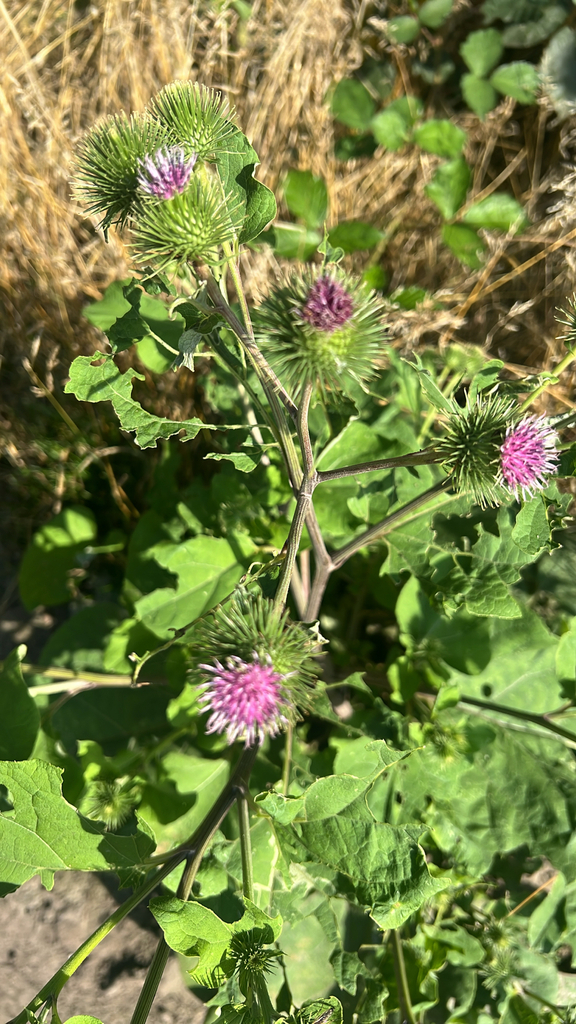 greater burdock