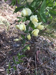 Baptisia bracteata leucophaea