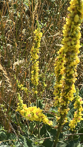 Dark Mullein