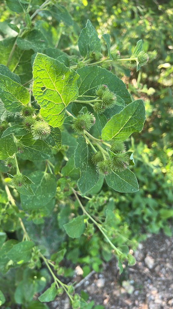 lesser burdock