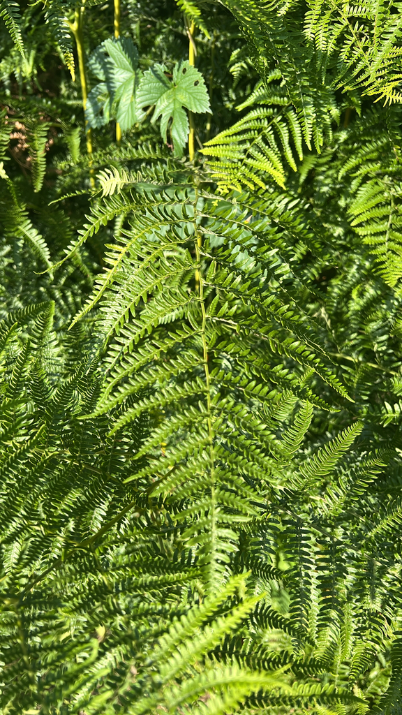 common bracken