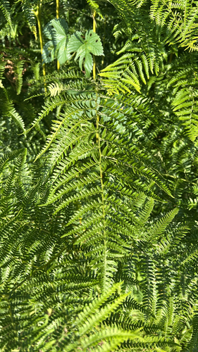 common bracken