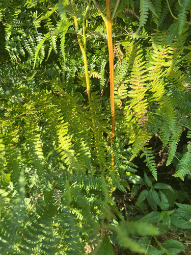 common bracken