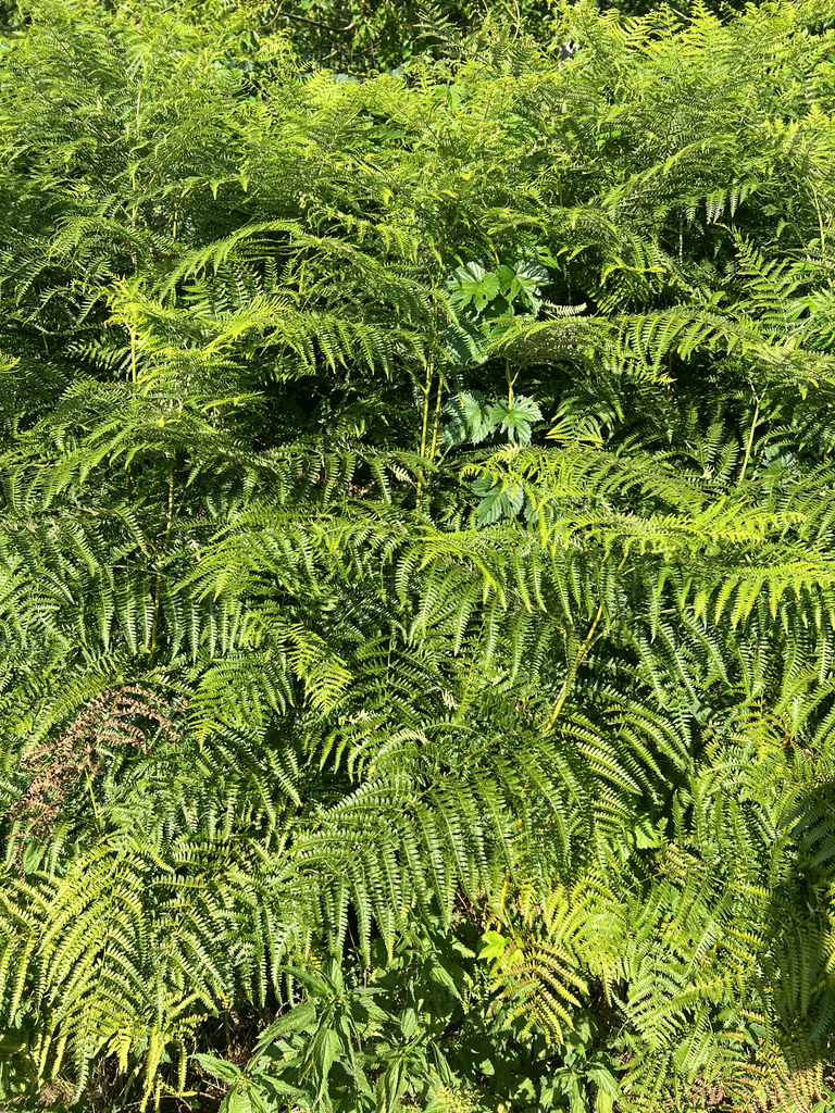 common bracken