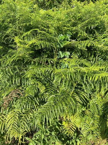 common bracken