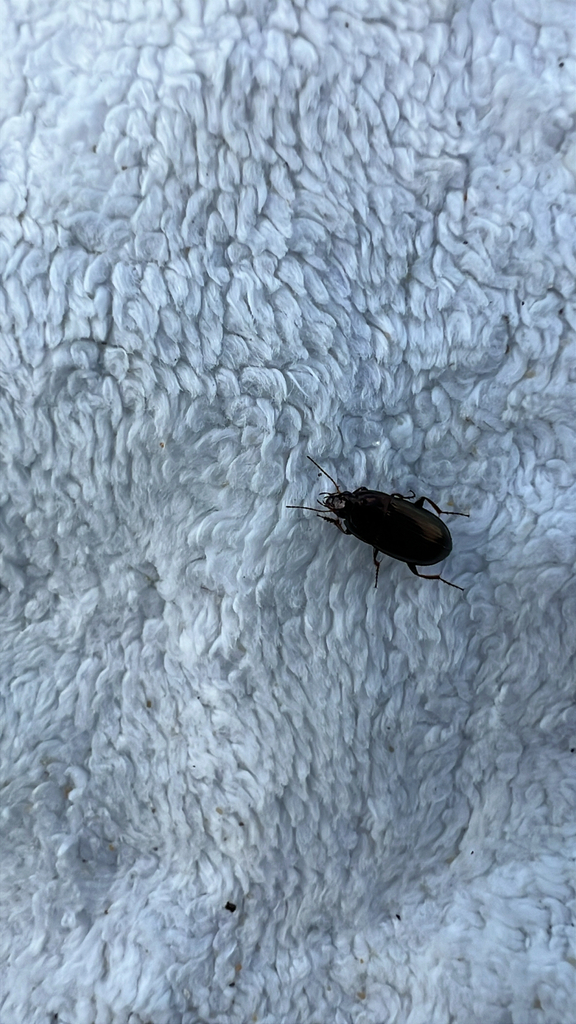 Sun Beetles