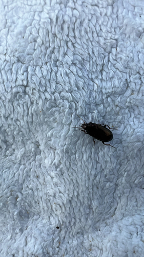 Sun Beetles