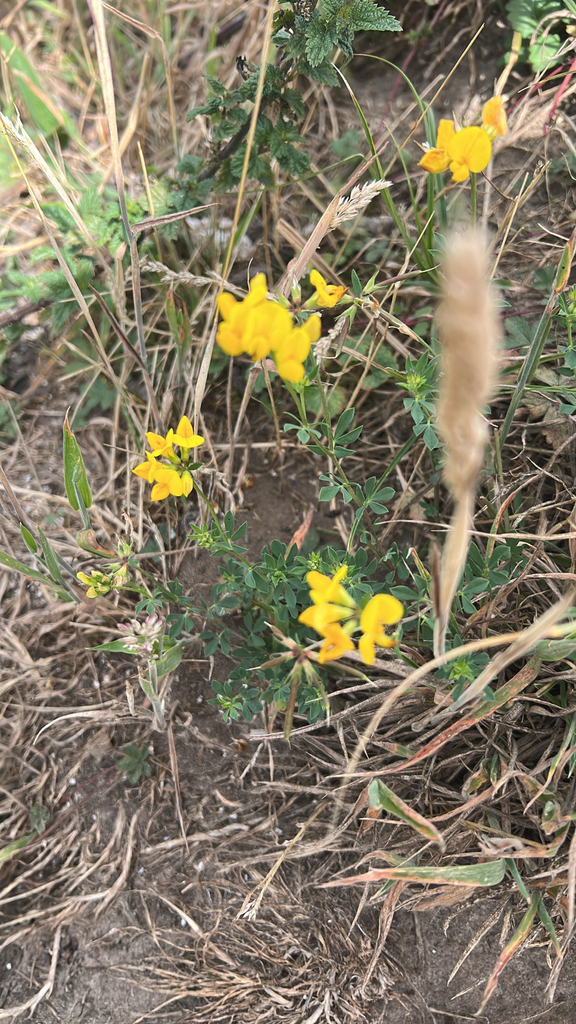 bird's-foot trefoil