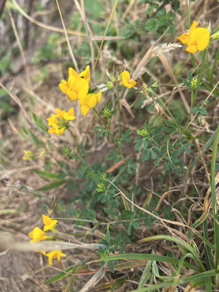 bird's-foot trefoil
