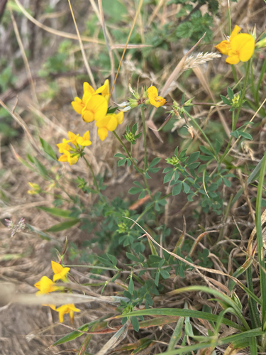 bird's-foot trefoil