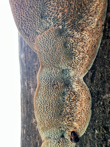 Brownflesh Bracket
