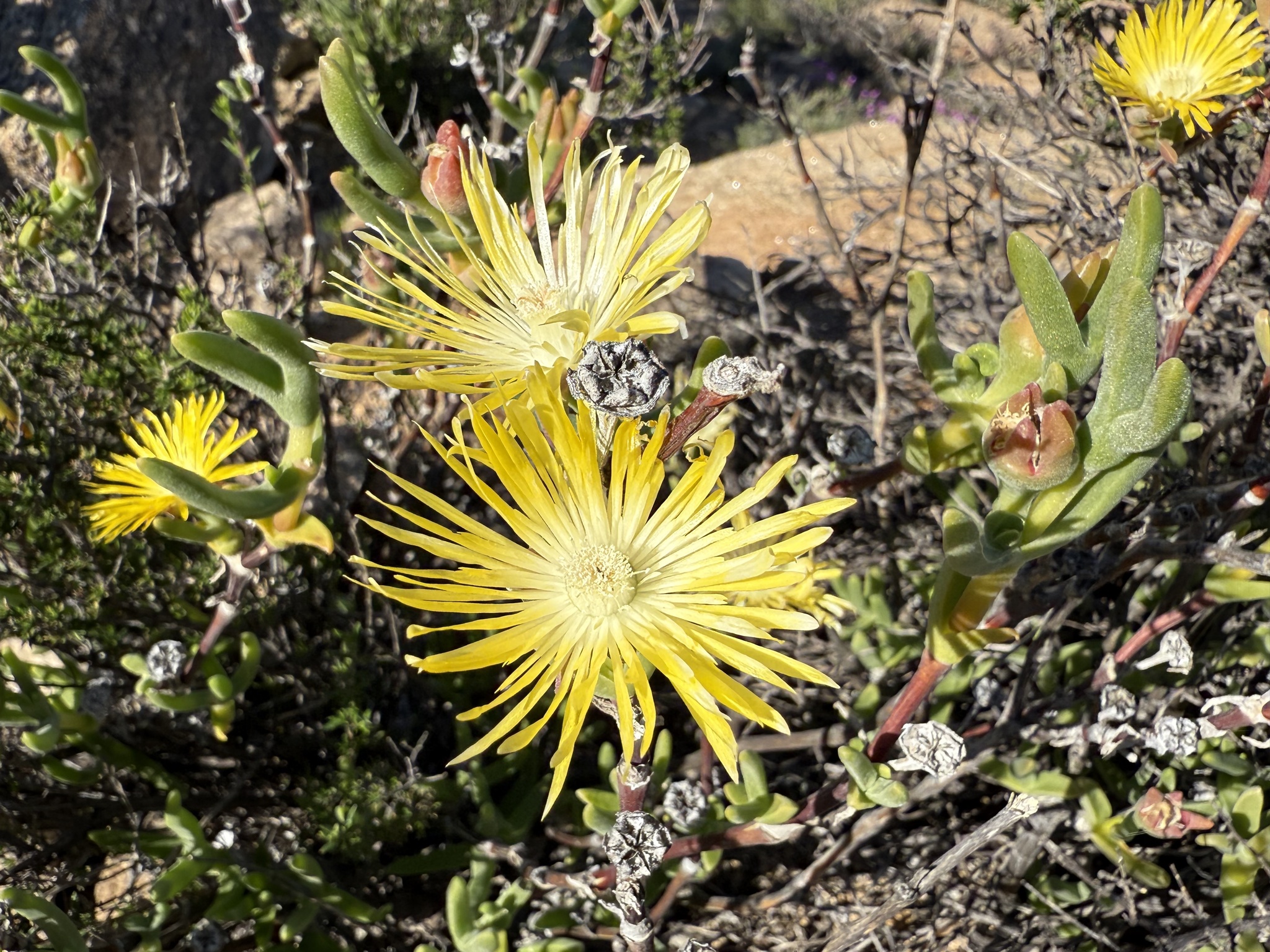 Mimetophytum parvifolium L. Bolus 3