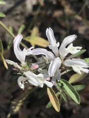 Monarda citriodora austromontana