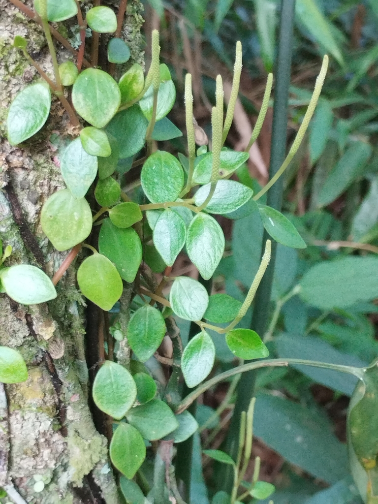 Peperomia corcovadensis