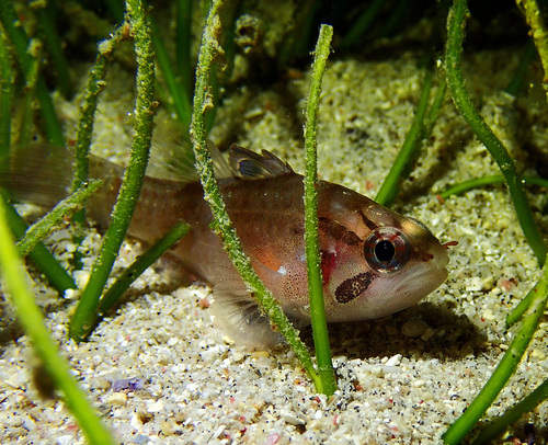 Ocellate cardinalfish (Apogonichthys ocellatus) — Apogonidae — 4