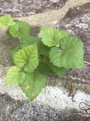 Vitis arizonica