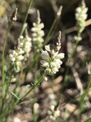 Polygala alba