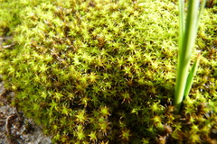 Syntrichia ruraliformis