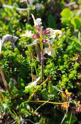 Lapland lousewort (Pedicularis lapponica)