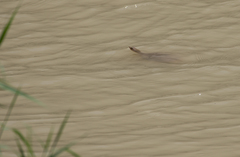 Apalone spinifera emoryi