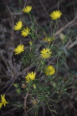 Xanthisma texanum drummondii