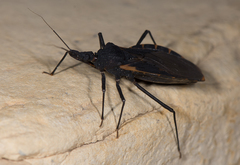 Triatoma gerstaeckeri