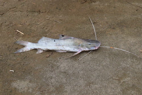Catfish (Brachyplatystoma vaillantii) — Pimelodidae — 2