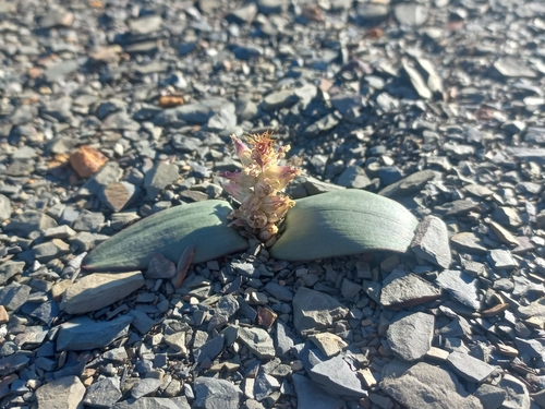 Cob Viooltjie (Lachenalia congesta)