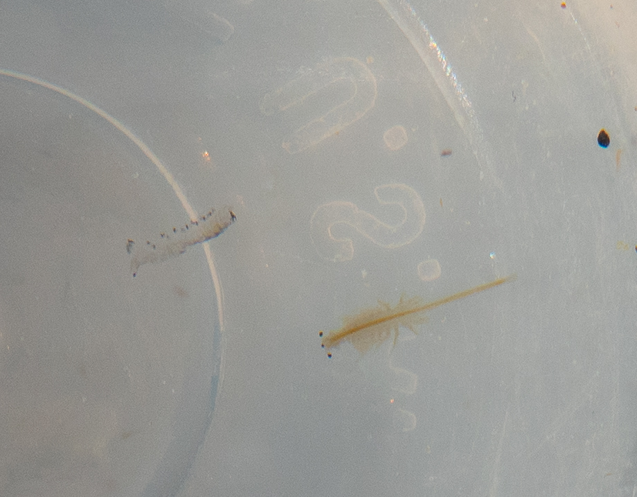 Artemia monica Verrill, 1869