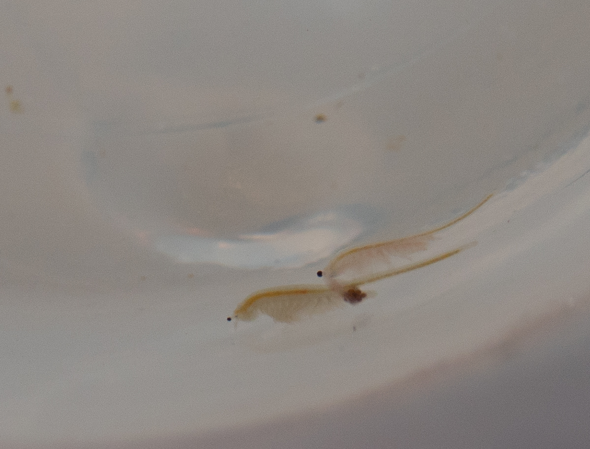 Artemia monica Verrill, 1869
