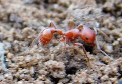 Pogonomyrmex subnitidus