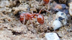 Pogonomyrmex subnitidus